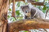 Bestiaire des antipodes