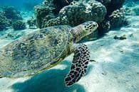 Des tortues aux lÃ©muriens