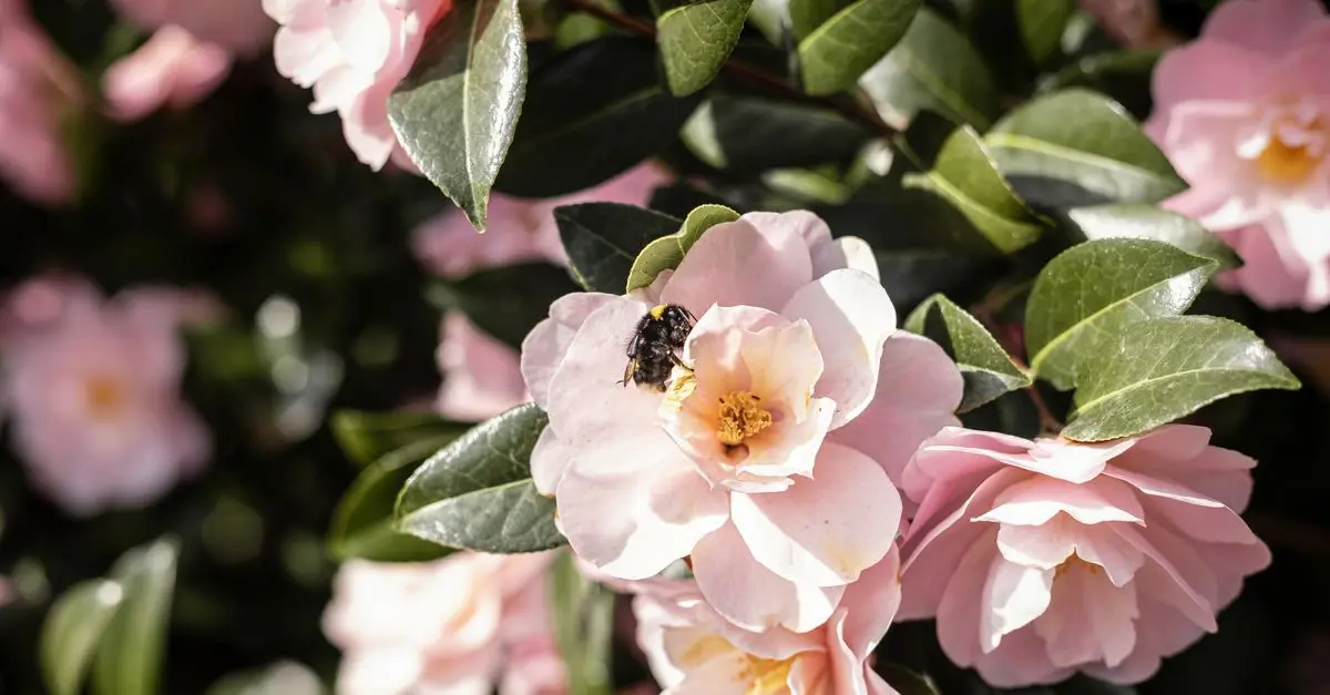 Les insectes pollinisateurs : leur rôle essentiel dans notre écosystème