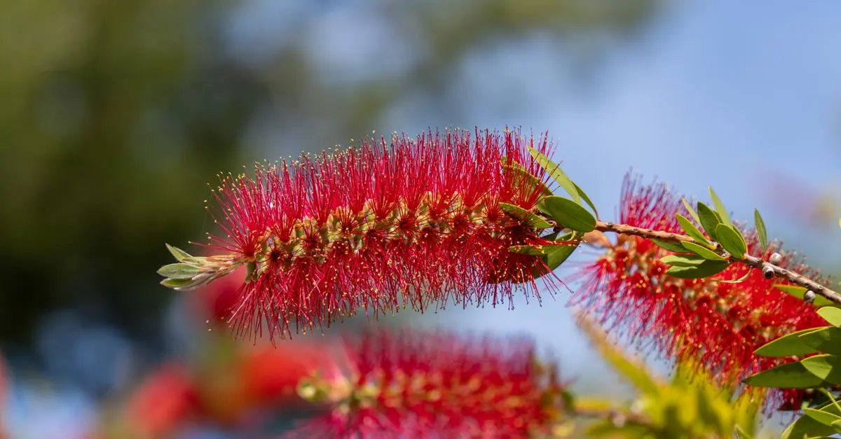 Comment créer un jardin d'hiver accueillant pour la faune