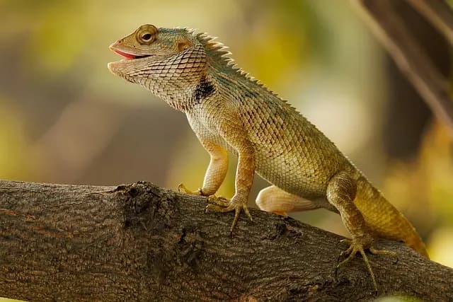 Comment créer un jardin naturel pour la faune