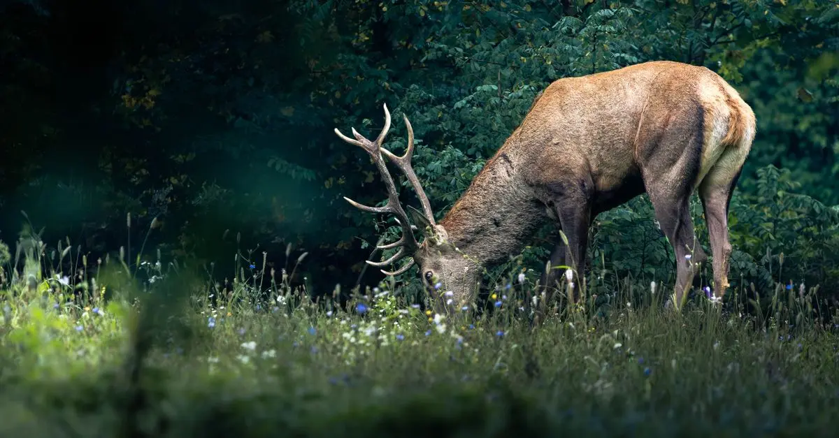 Les habitudes fascinantes des animaux nocturnes