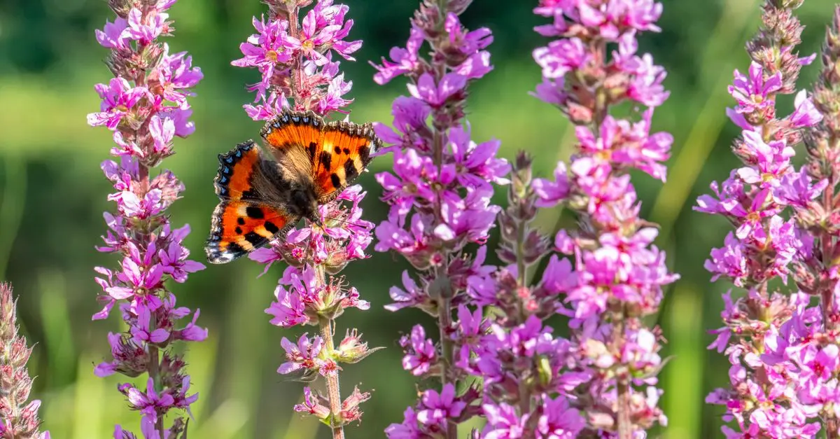Comment créer un jardin accueillant pour la faune