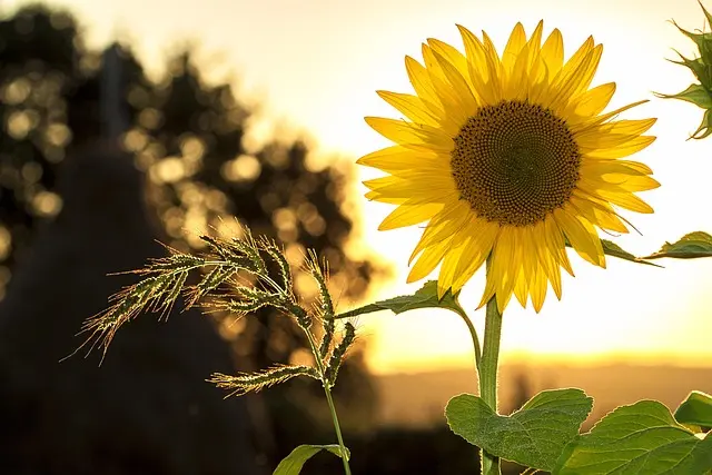 Les bienfaits des jardins sauvages pour la biodiversité