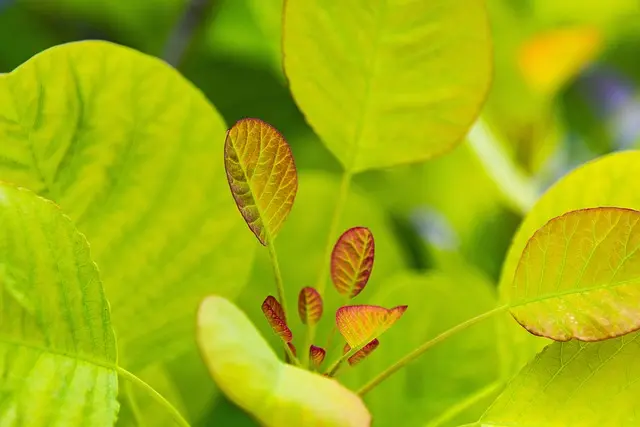 Les bienfaits d'un jardin naturel pour la faune