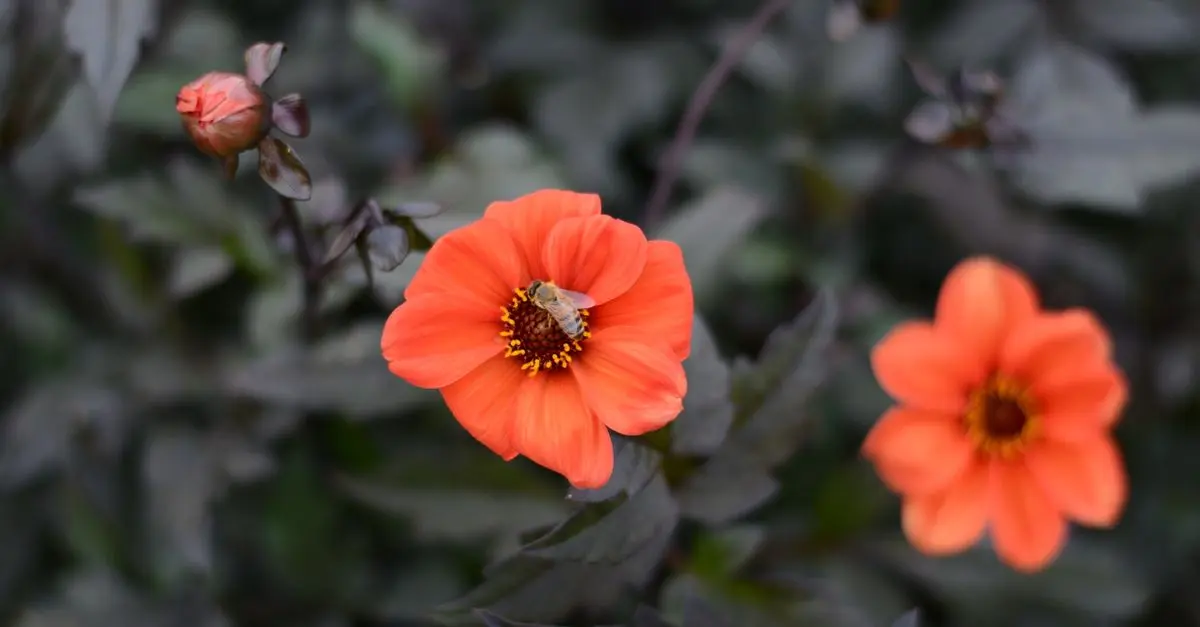 Tout savoir sur les abeilles: pollinisateurs essentiels