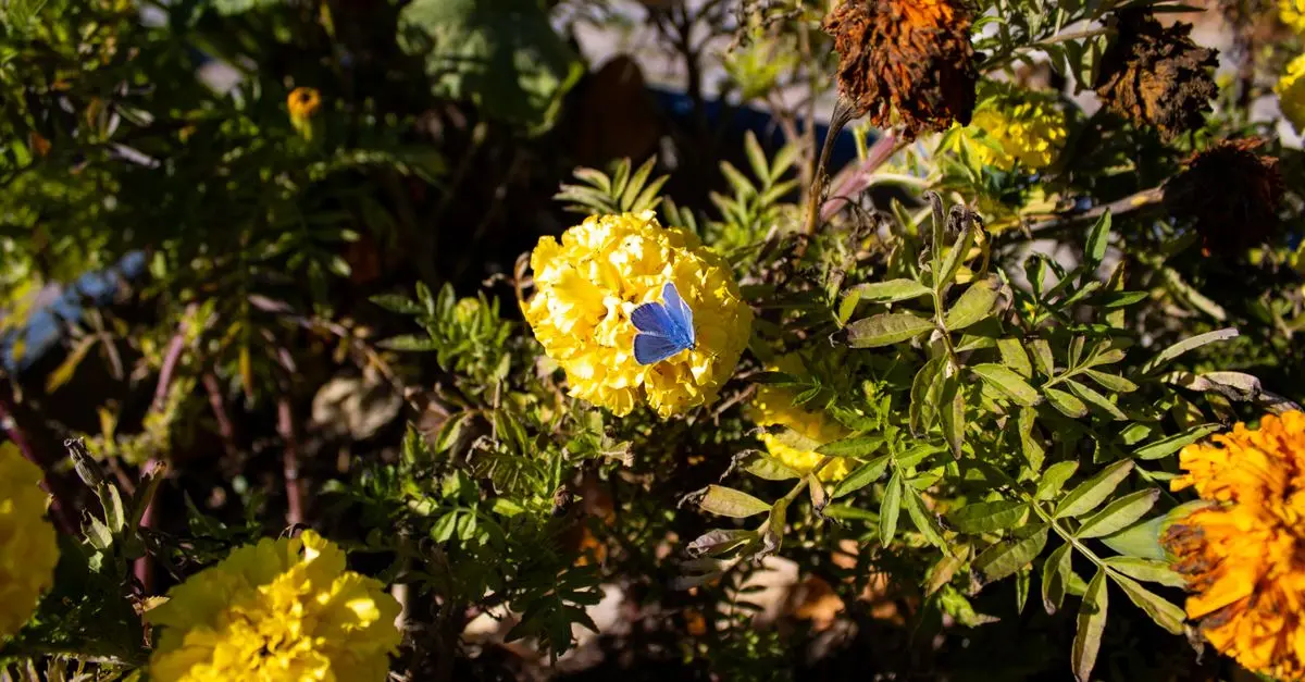 Comment attirer les papillons dans votre jardin naturellement