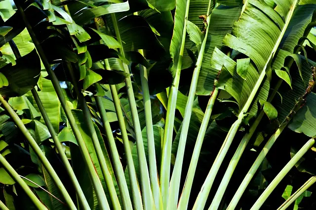 Pourquoi intégrer des plantes rares dans votre jardin