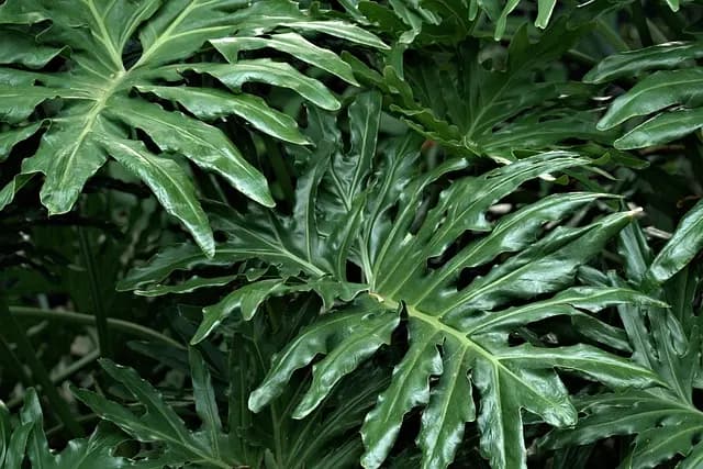 Comment créer un jardin comestible pour favoriser la faune