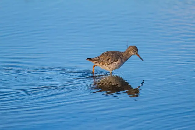 10 espèces menacées à protéger pour la biodiversité