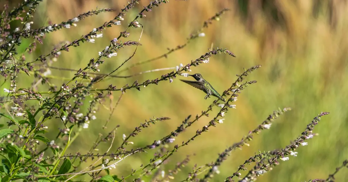 Comment créer un jardin forage pour attirer la faune