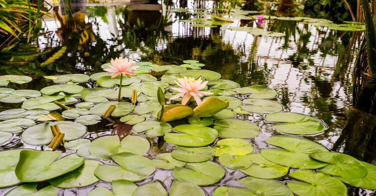 Les meilleures pratiques pour créer un jardin sain pour la faune