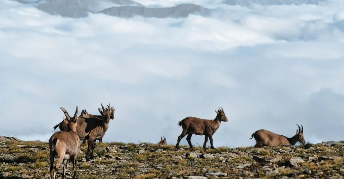 Les méthodes efficaces pour protéger la faune en milieu urbain