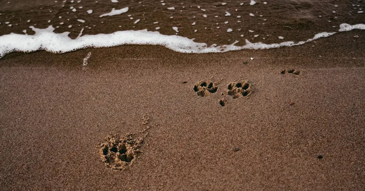 Comment identifier les traces d'animaux sauvages en pleine nature