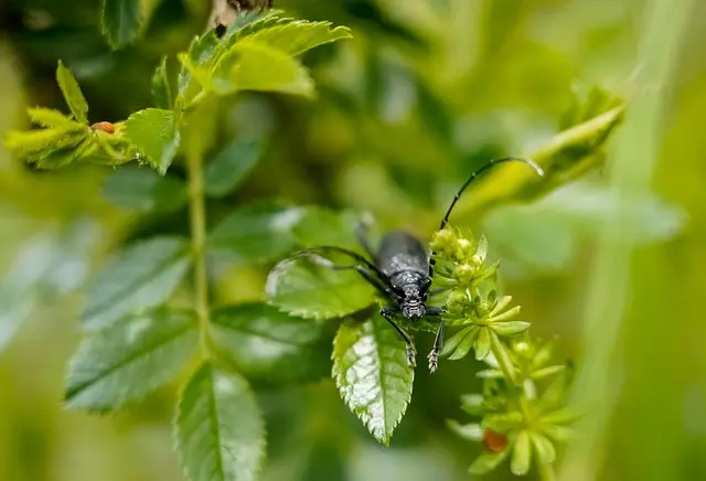 Guide complet pour créer un jardin de biodiversité