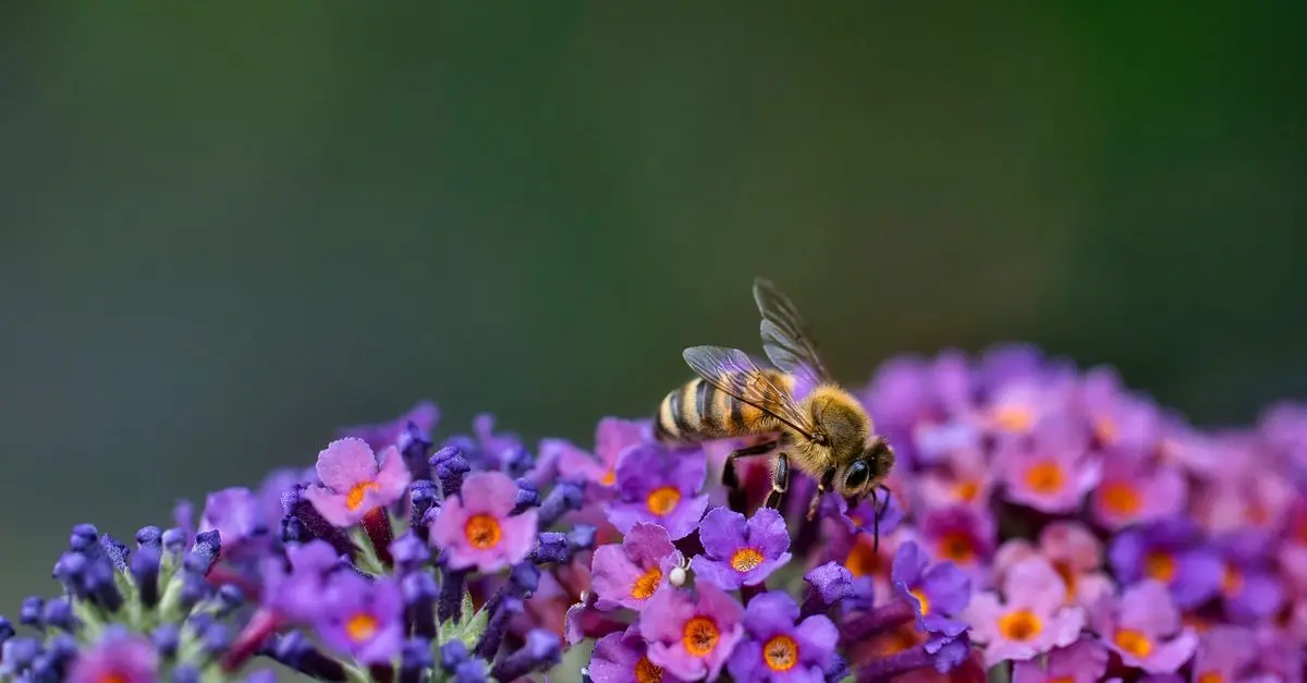 10 façons d'encourager les insectes pollinisateurs dans votre jardin