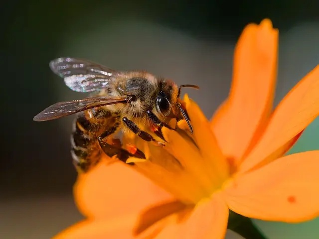 10 astuces pour créer un jardin pollinisateur à la maison