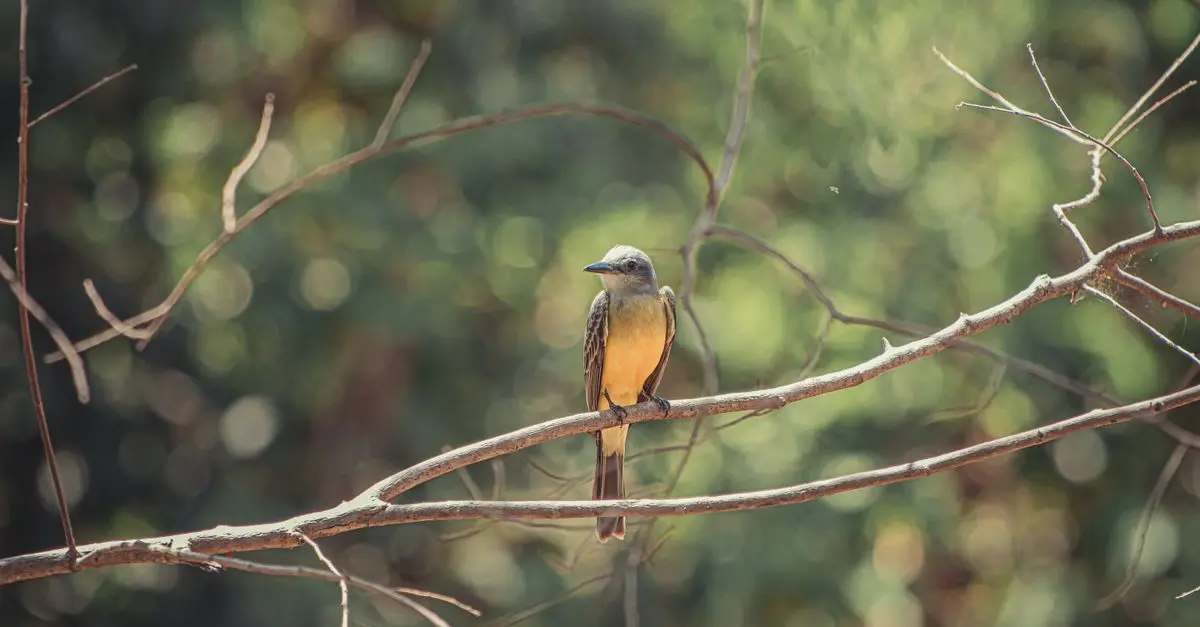 Comment participer à un programme de comptage d'oiseaux