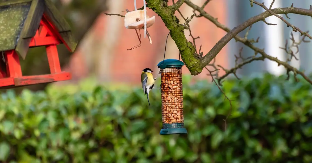 10 manières d'attirer les oiseaux dans votre jardin