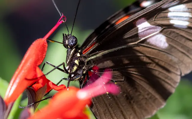 Comment créer un jardin flamboyant pour attirer les pollinisateurs
