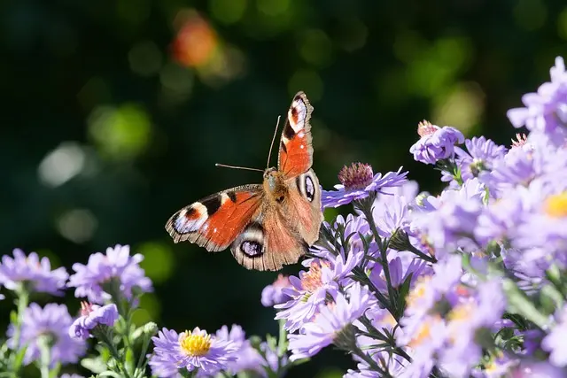 Comment attirer les papillons dans votre jardin naturellement