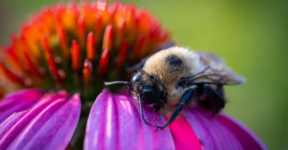 Tout savoir sur les abeilles et leur rôle dans l'écosystème