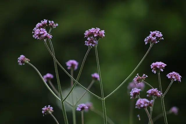 Comment créer un jardin pollinisateur pour attirer les abeilles