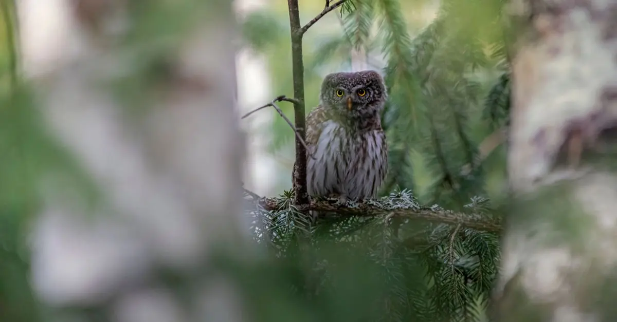 Les techniques essentielles pour photographier la faune sauvage