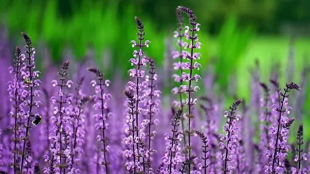 10 Plantes Indigènes pour Attirer la Faune dans Votre Jardin