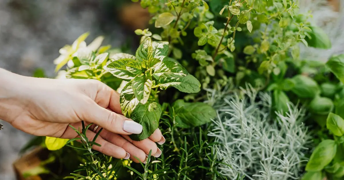 Qu'est-ce que la permaculture et comment débuter