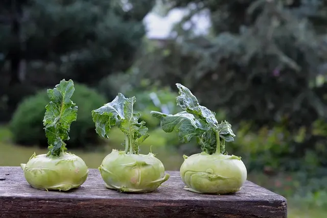 Comment créer un jardin comestible pour encourager la faune