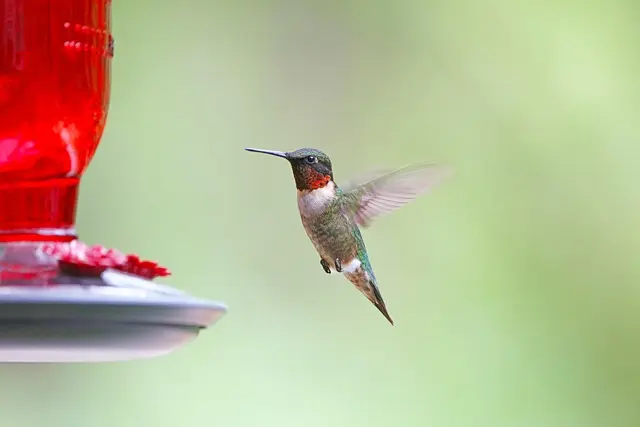 Comment créer un jardin d'hivernage pour la faune