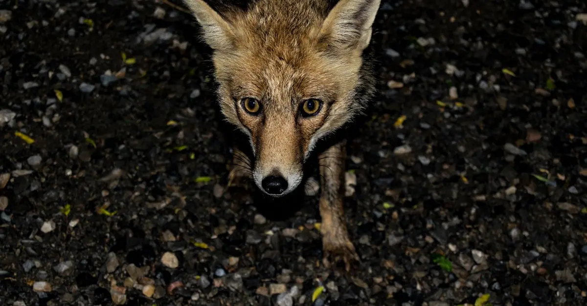 10 conseils pour réussir vos photos de la faune nocturne