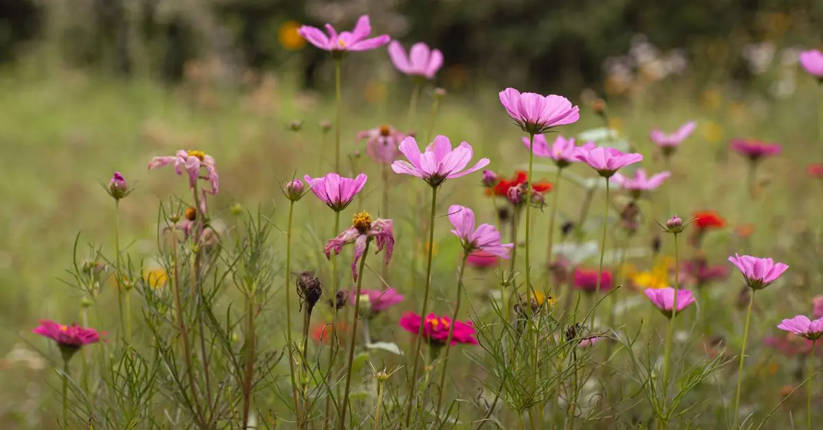 Pourquoi intégrer des plantes indigènes dans votre jardin