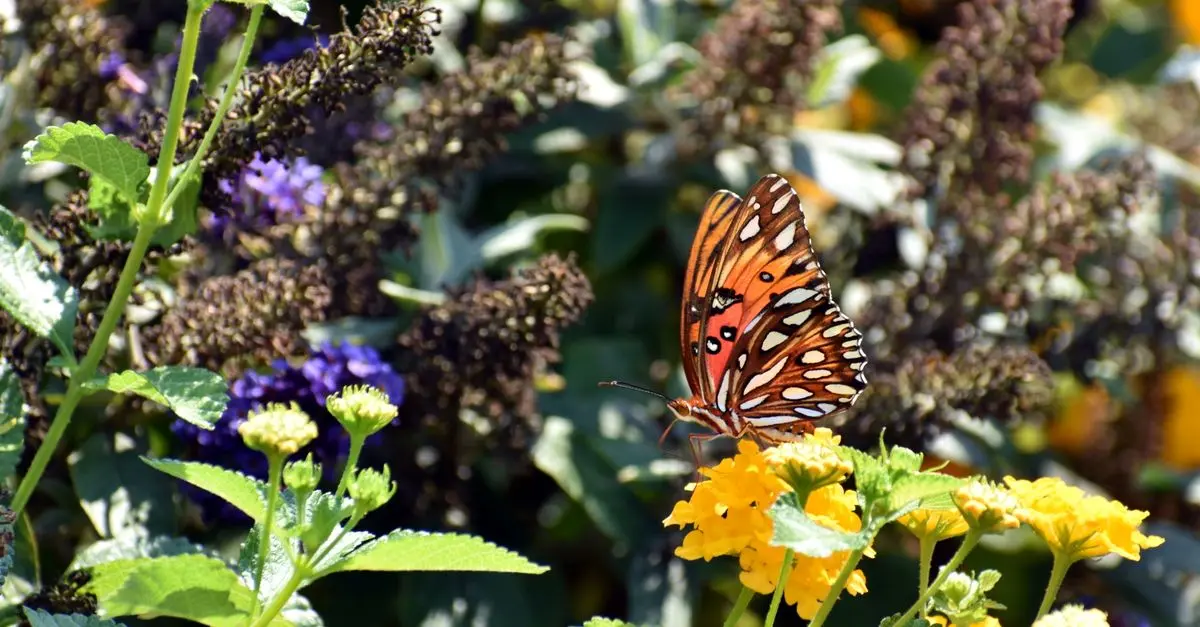 Les insectes pollinisateurs: rôles et protection