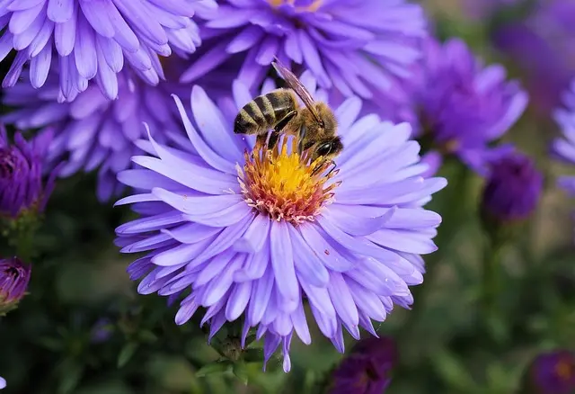 10 façons d'encourager la biodiversité dans votre jardin