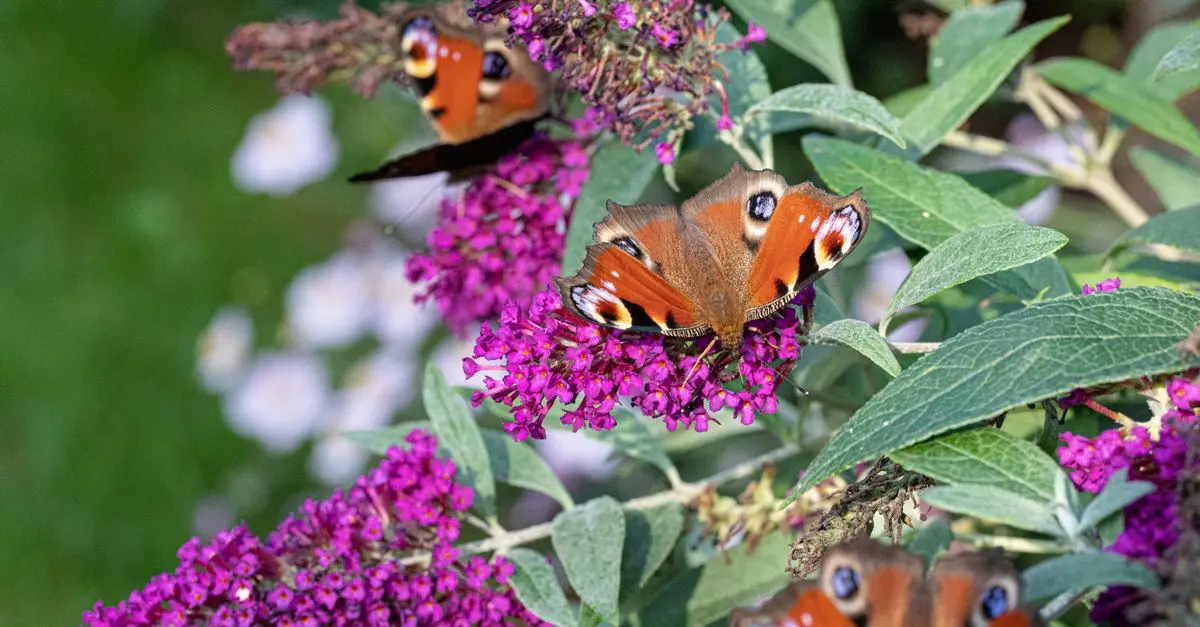 Comment choisir les meilleures plantes pour attirer la faune
