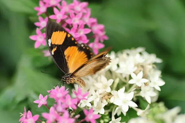 Comment créer un jardin sauvage pour attirer la faune