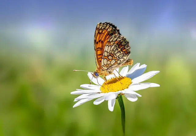 Comment choisir les meilleures plantes pour attirer la faune
