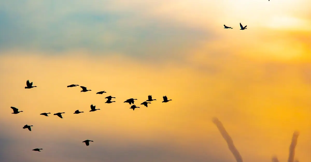 Les secrets des oiseaux migrateurs : comprendre leurs parcours