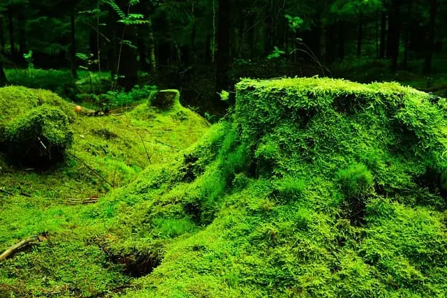 Tout savoir sur les écosystèmes forestiers et leur importance