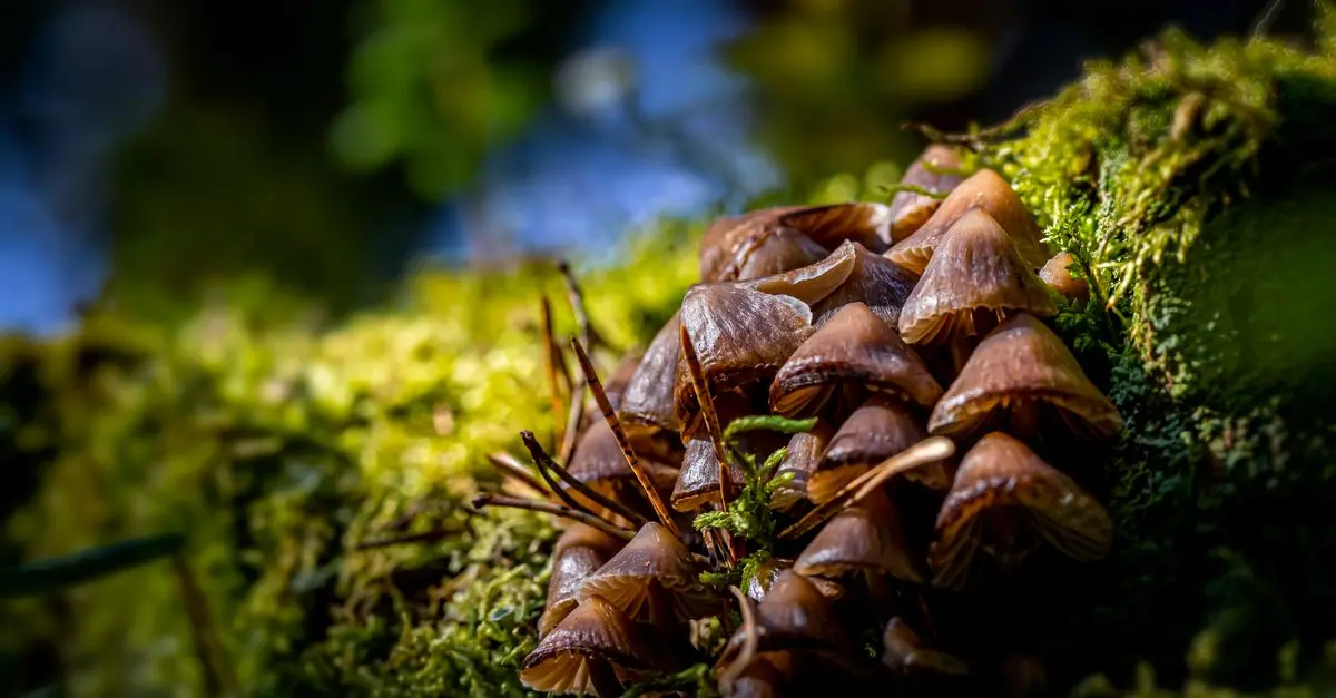 Les champignons comestibles: guide pour les identifier
