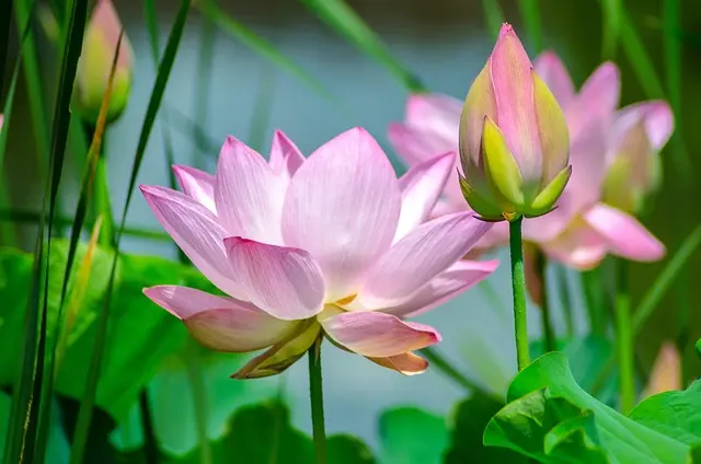 Pourquoi créer un étang naturel pour la faune de votre jardin