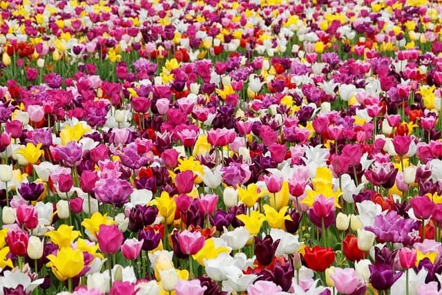 10 plantes incontournables pour attirer la faune dans votre jardin