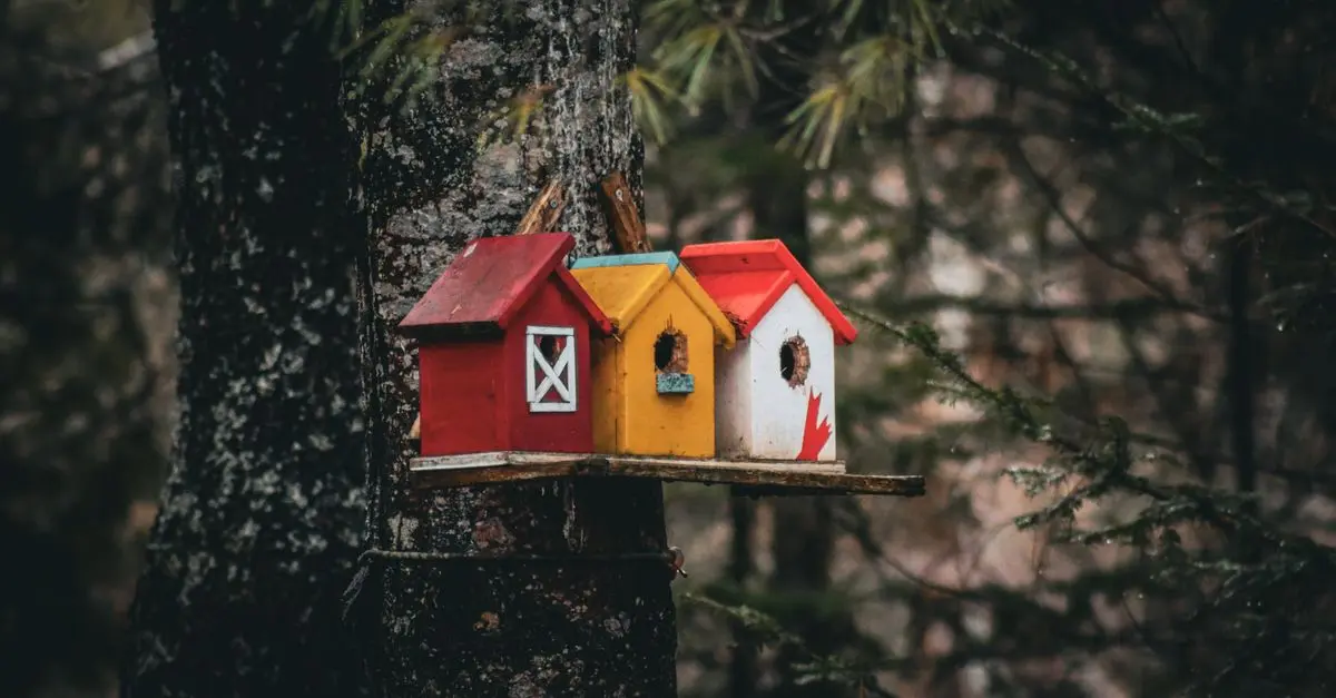 Comment créer un refuge écologique pour les oiseaux