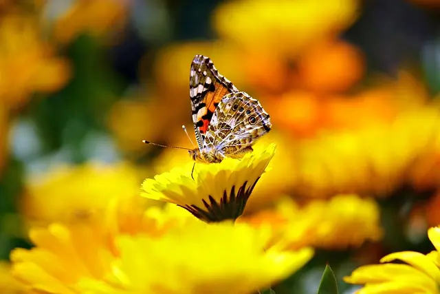 10 astuces pour créer un jardin attirant pour les insectes pollinisateurs