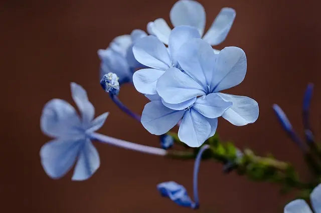 Les meilleures plantes pour favoriser la biodiversité dans votre jardin