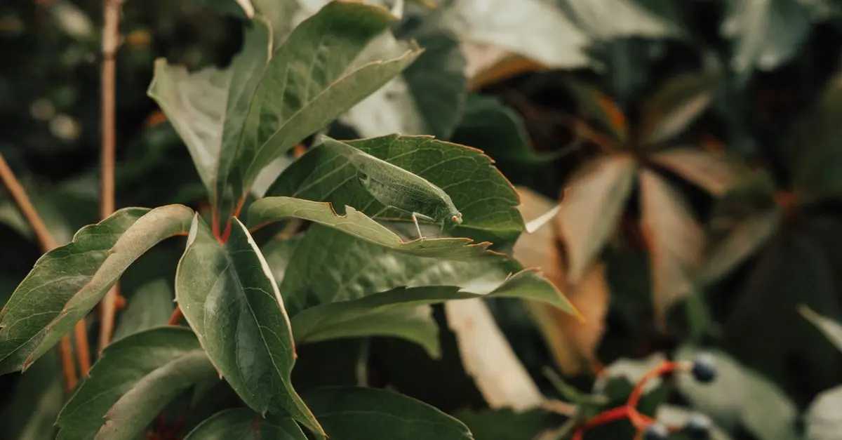 Comment créer un coin sauvage chez soi pour la faune