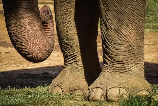 Les secrets pour photographier la faune sauvage comme un pro