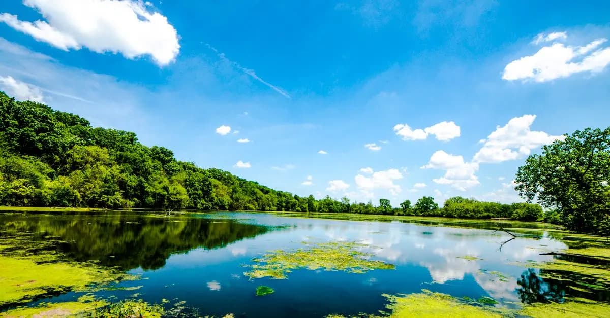 Comprendre l'importance des habitats naturels pour la faune
